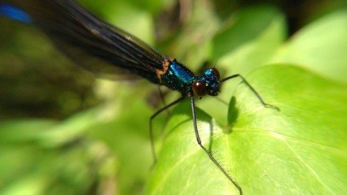 Mobile Photography Awards 2013