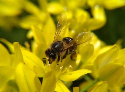 Kamil Kawczyński Macro by Olloclip