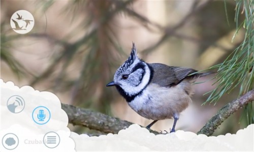 Atlas ptaków dla dzieci