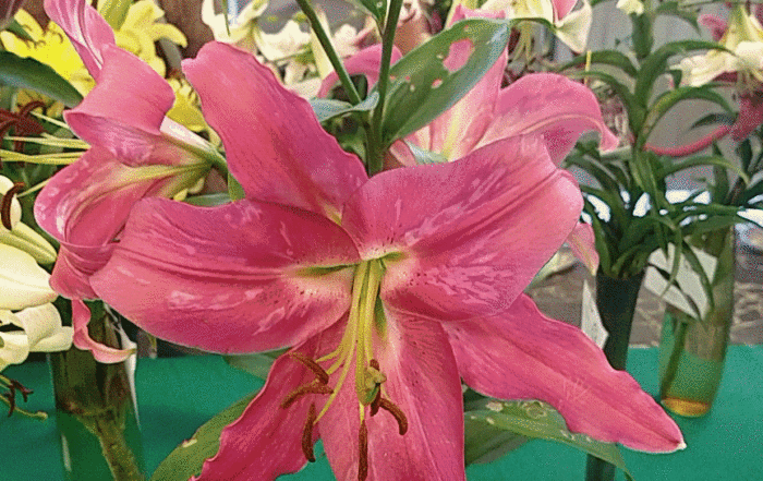 CMGPH 20180714 102738935