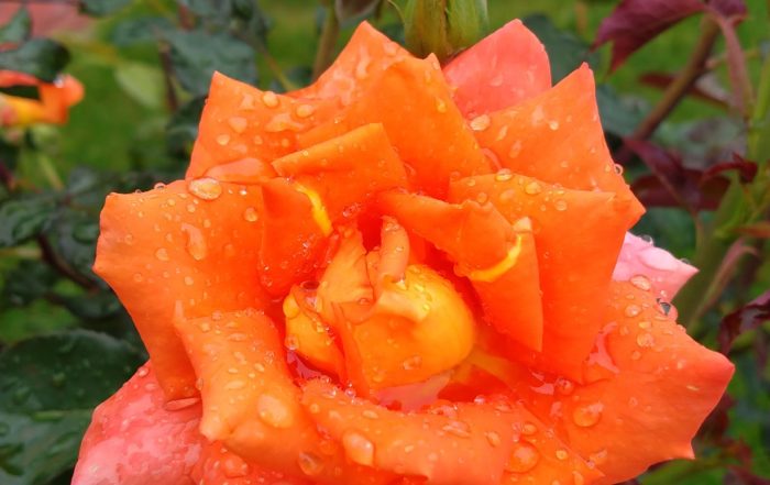 IMG 20180711 161122024