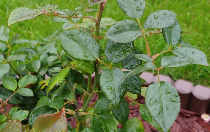 IMG 20180711 161133841