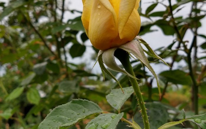 IMG 20180711 161713367 HDR