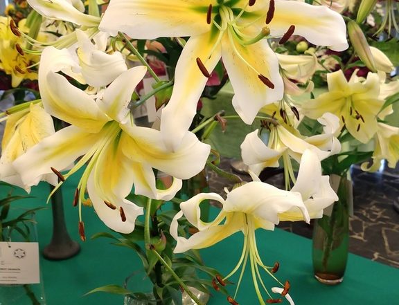 IMG 20180714 101508675