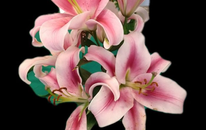 IMG 20180714 101757523 LAYER