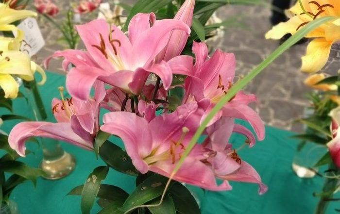 IMG 20180714 101837661 PORTRAIT