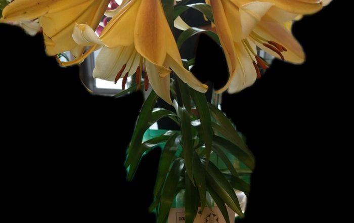 IMG 20180714 102605211 LAYER