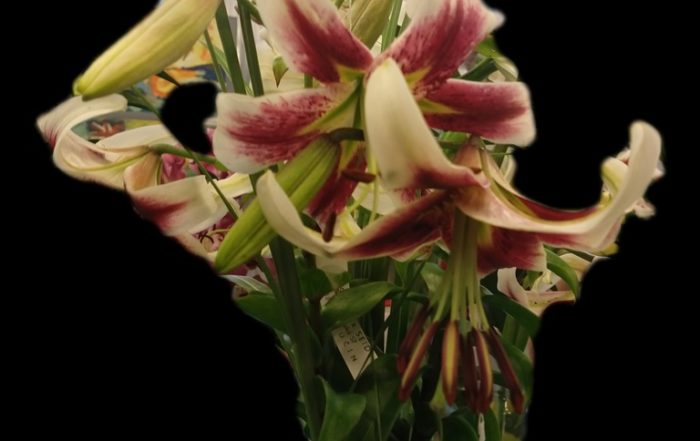 IMG 20180714 102648766 LAYER