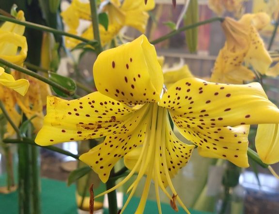 IMG 20180714 103633332