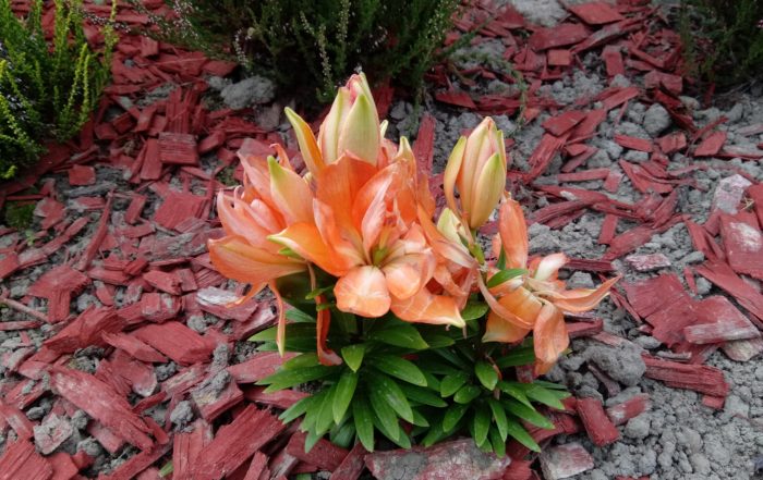 IMG 20180716 162620