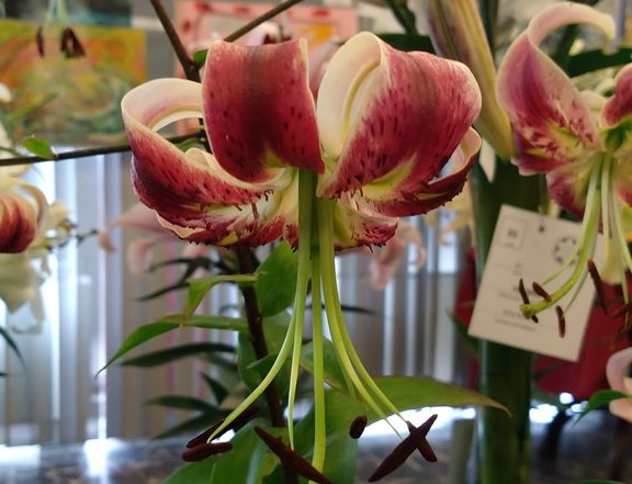 MVIMG 20180714 101553521