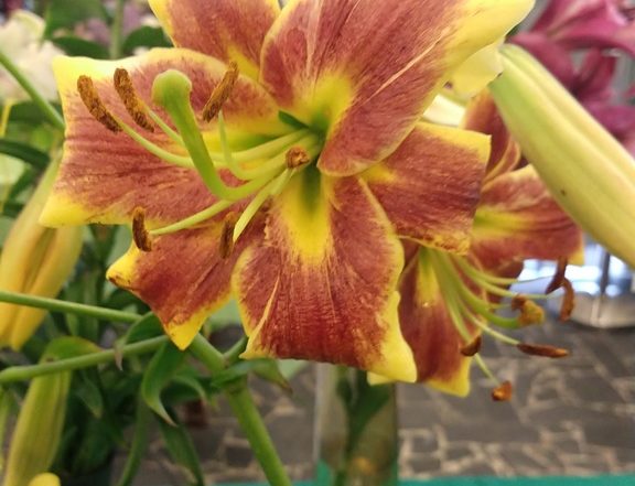 MVIMG 20180714 103412081