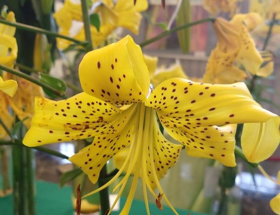 MVIMG 20180714 103631884