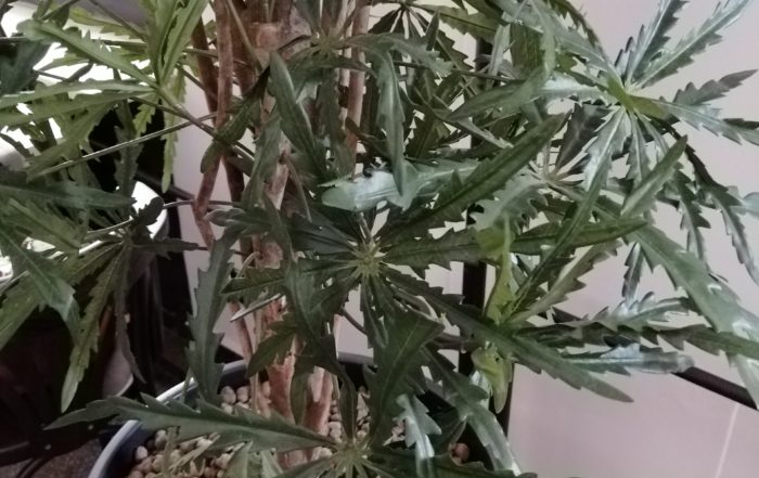 IMG 20180821 111436