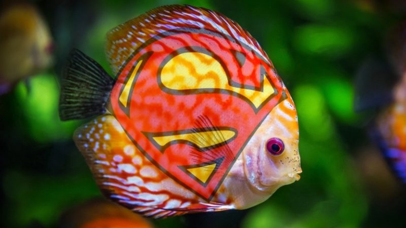Reklamą Superfish Adware będzie kosztowała kompanii Lenovo 7,3 mln dolarów 1