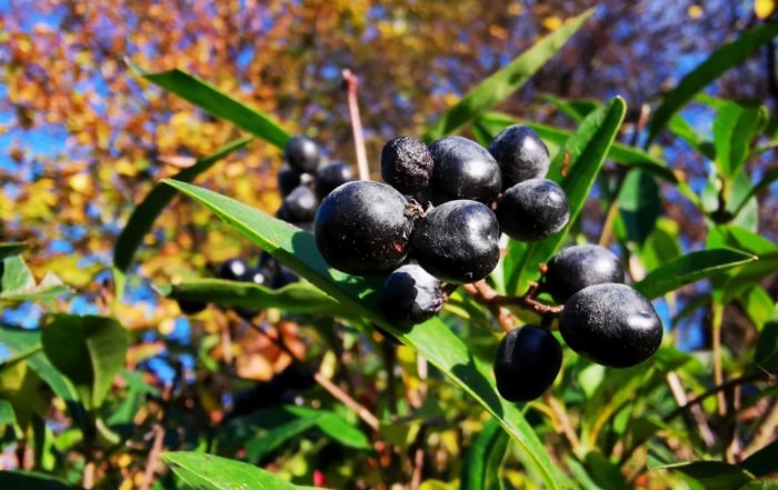 IMG 20181021 160221