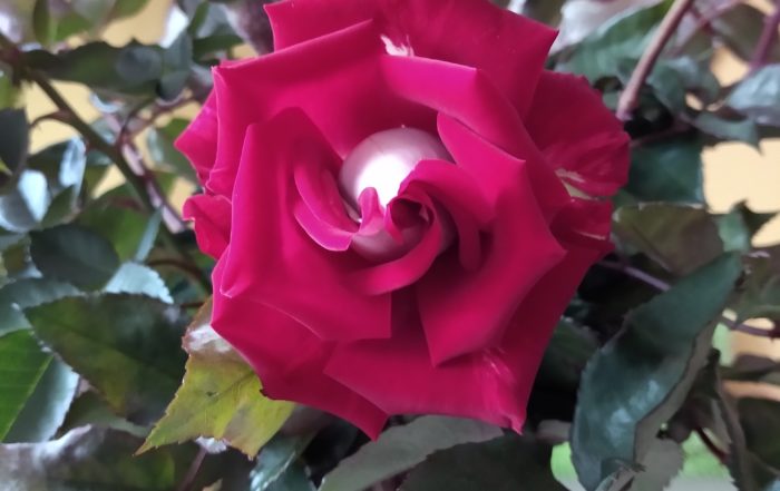 IMG 20181118 110951926