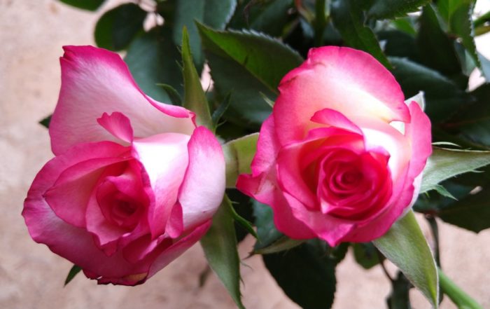 IMG 20190310 111857003