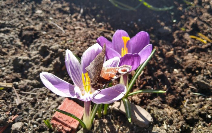 IMG 20190317 105622034 HDR