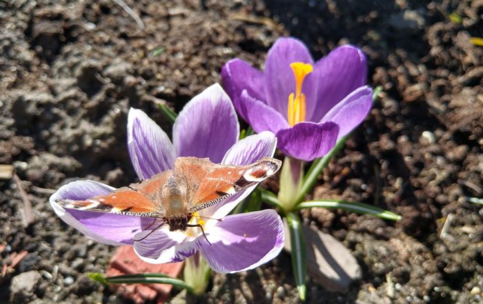 IMG 20190317 105651597 HDR