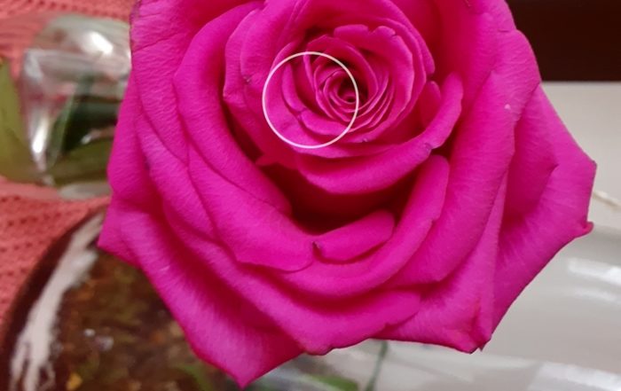 Screenshot 20190317 082713 Camera