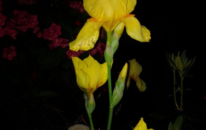 IMG 20190601 214242
