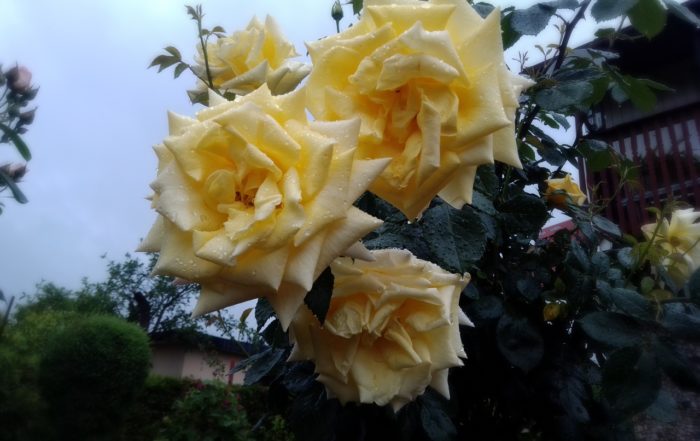 IMG 20190607 084952