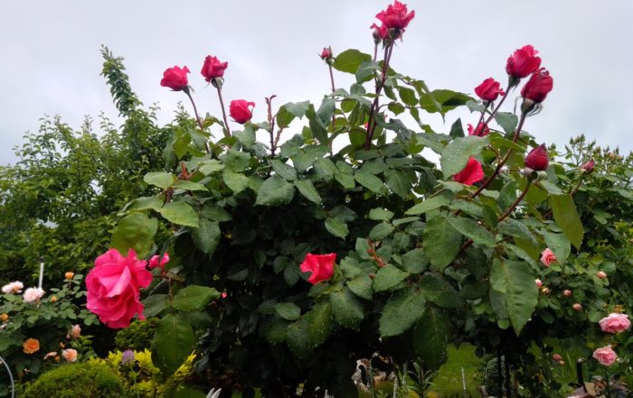 IMG 20190607 085056 HDR