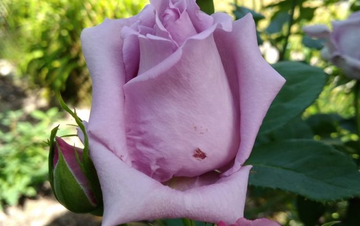 IMG 20190613 105001 1
