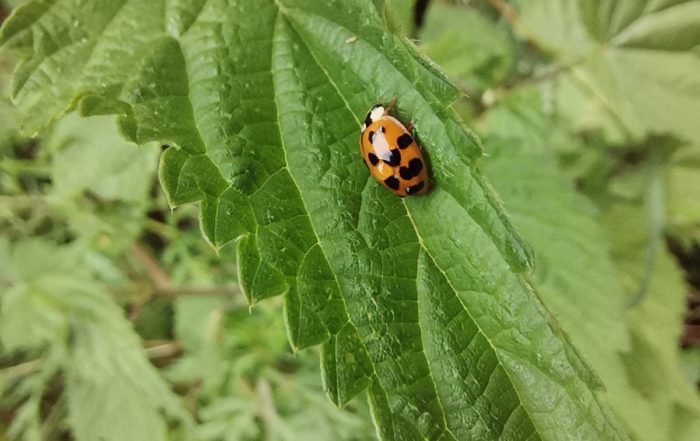 IMG 20190620 095920 1