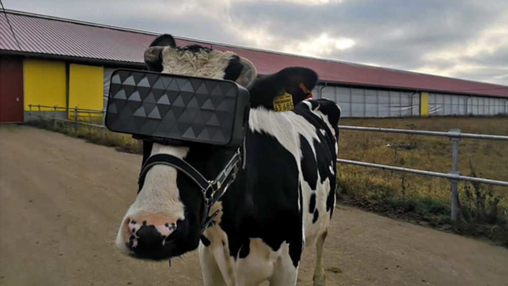 Na krowach w Rosji przetestowali okulary wirtualnej rzeczywistości