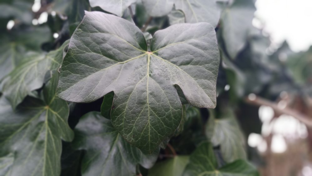 IMG 20191217 133018 5