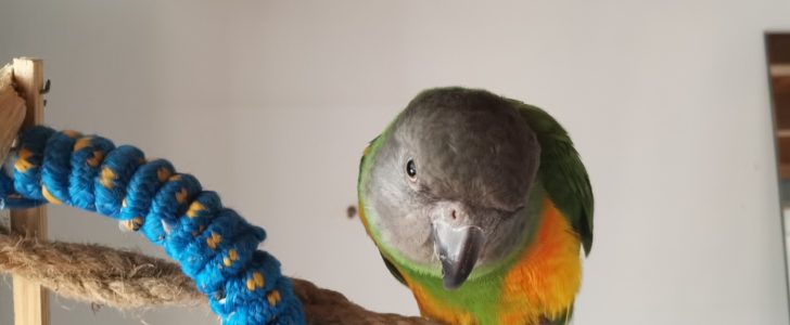 IMG 20200424 095231