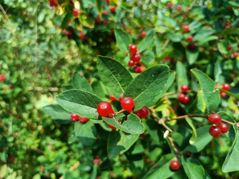 Realme narzo 30 5G   020