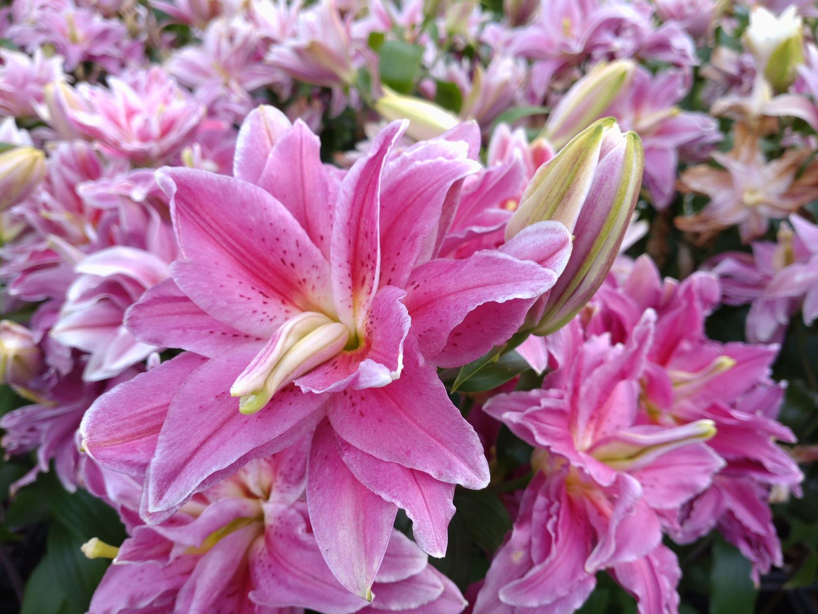 Sony Xperia 10iii   145