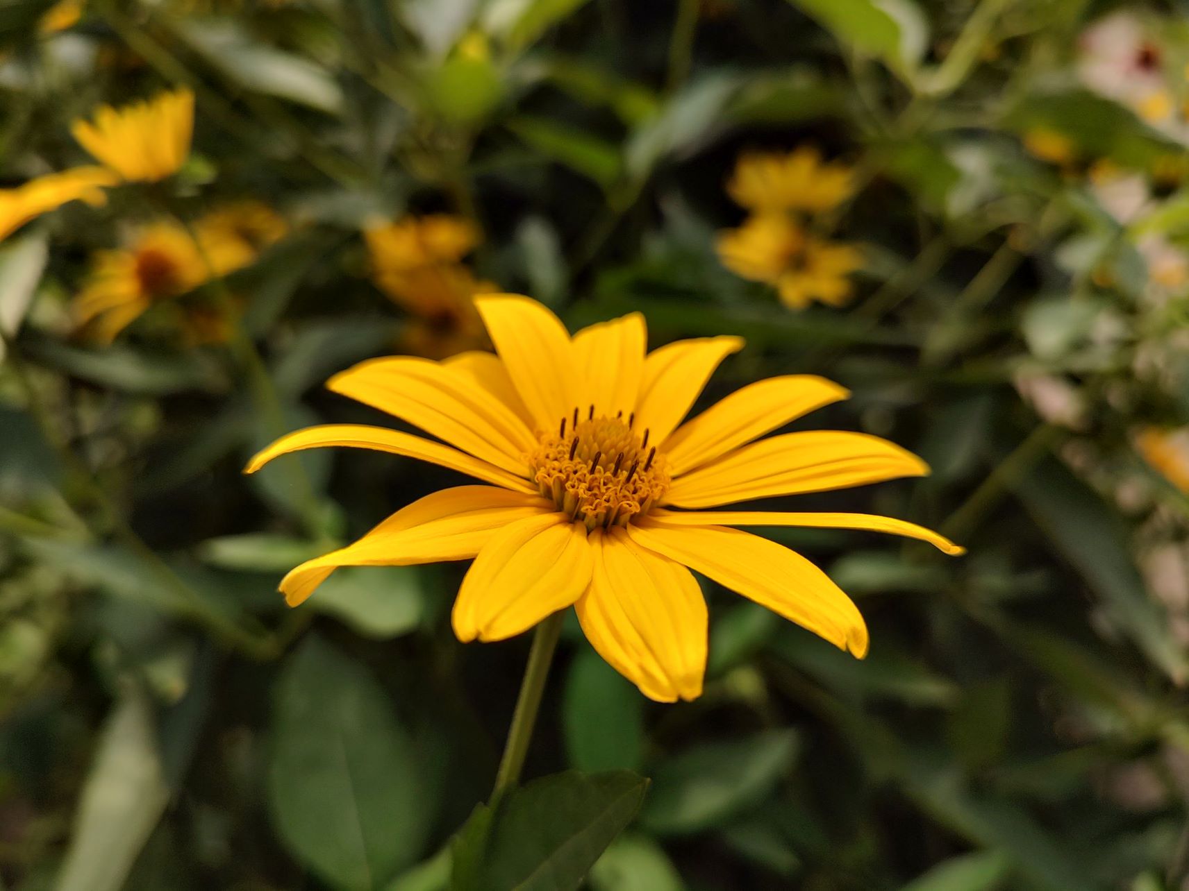 Motorola Edge 20 pro   030