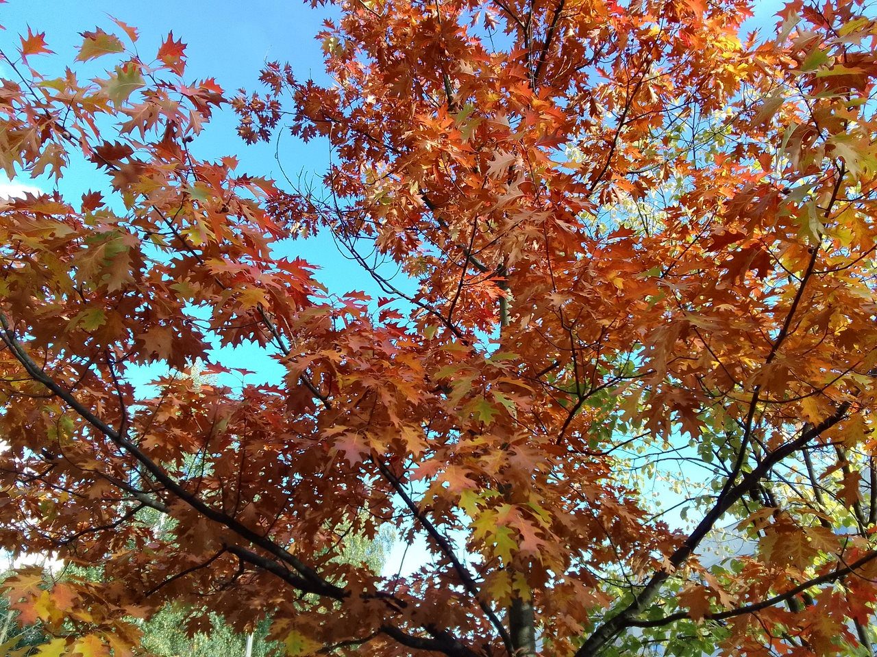IMG 20211012 155337