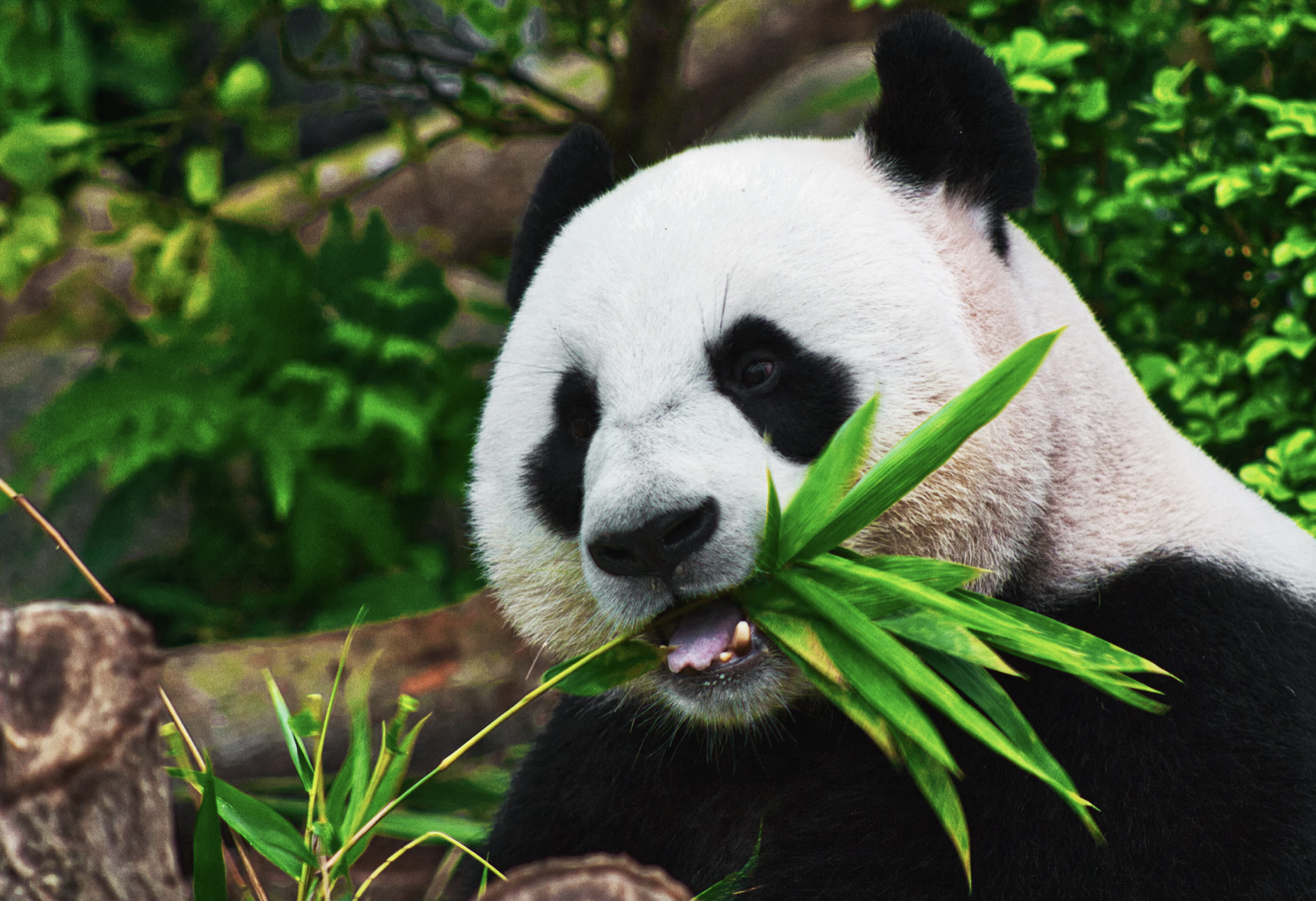 Huawei pomaga ratować pandy z wykorzystaniem dedykowanej technologii