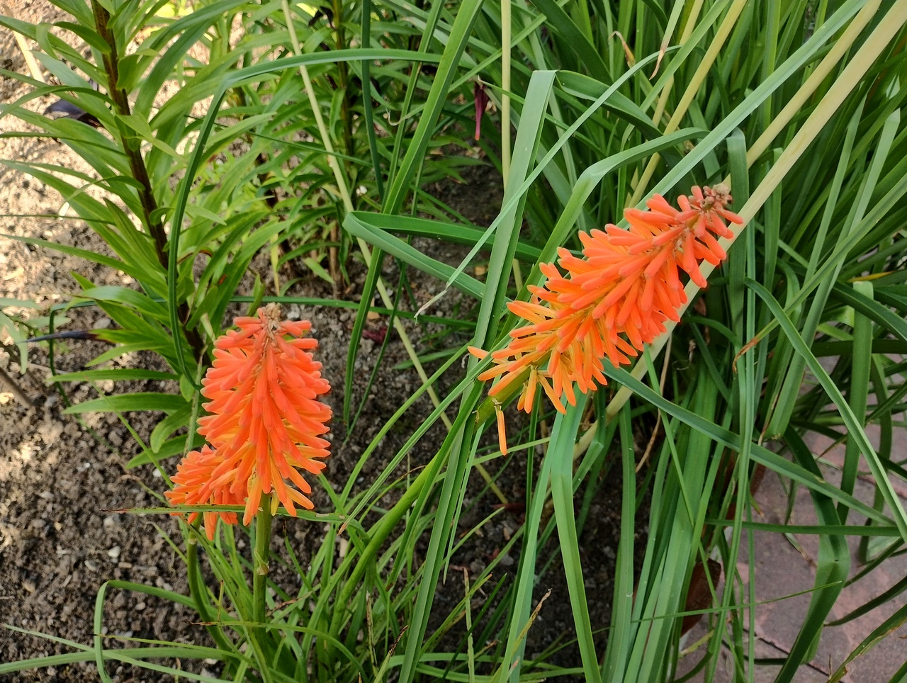 IMG 20220708 173752734 HDR
