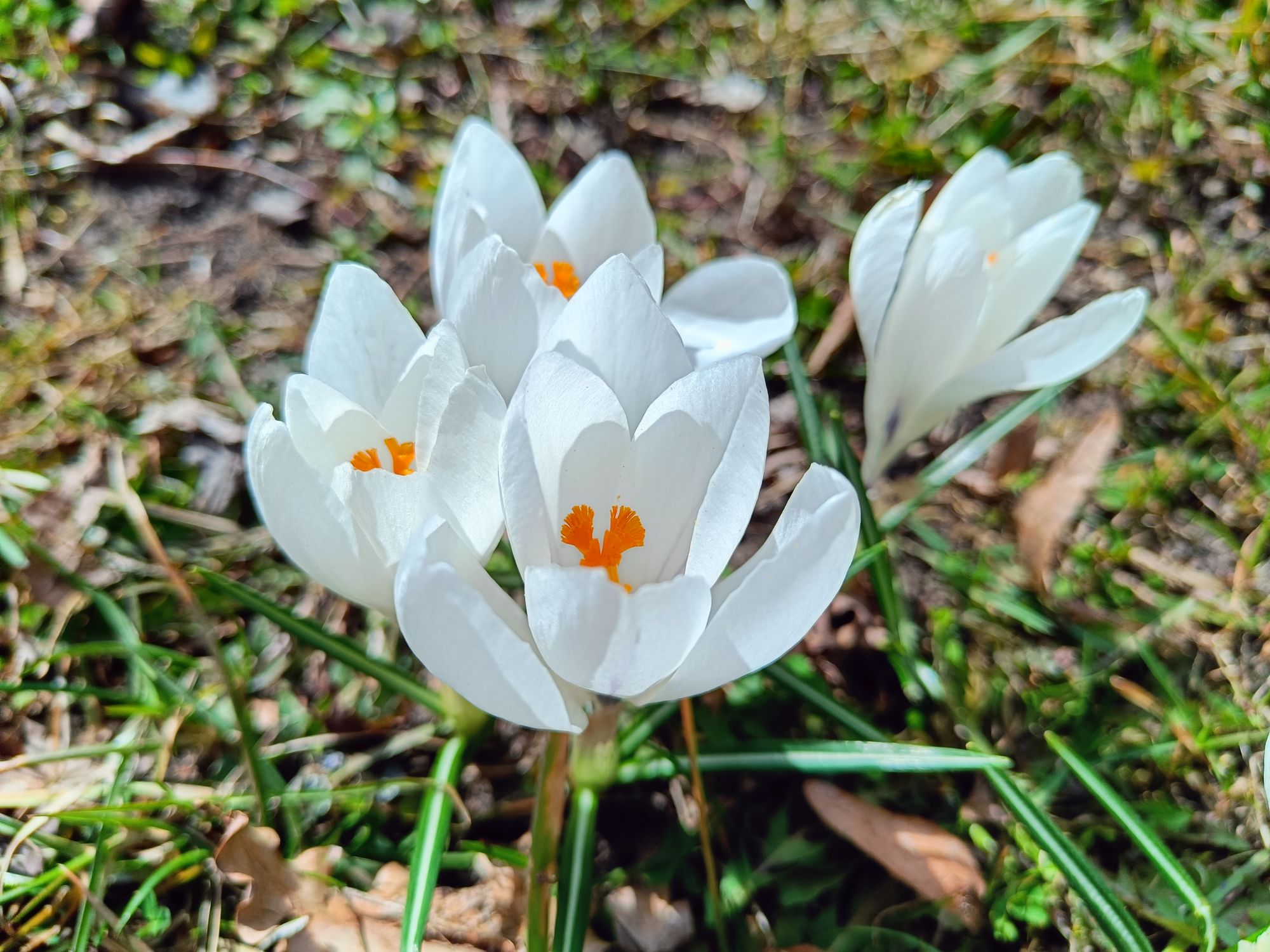 realme 9 pro plus (15)