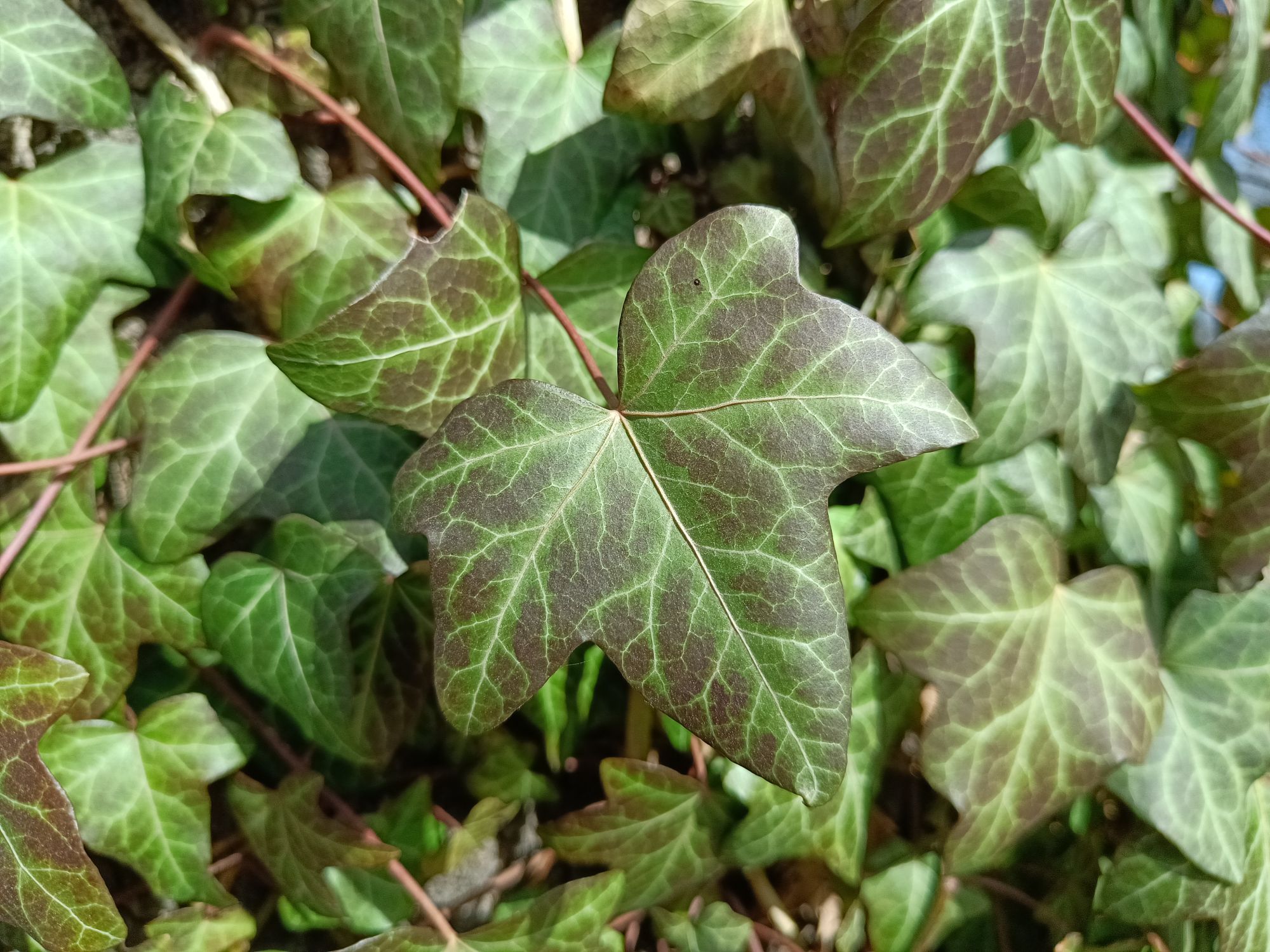 realme 9 pro plus (19)