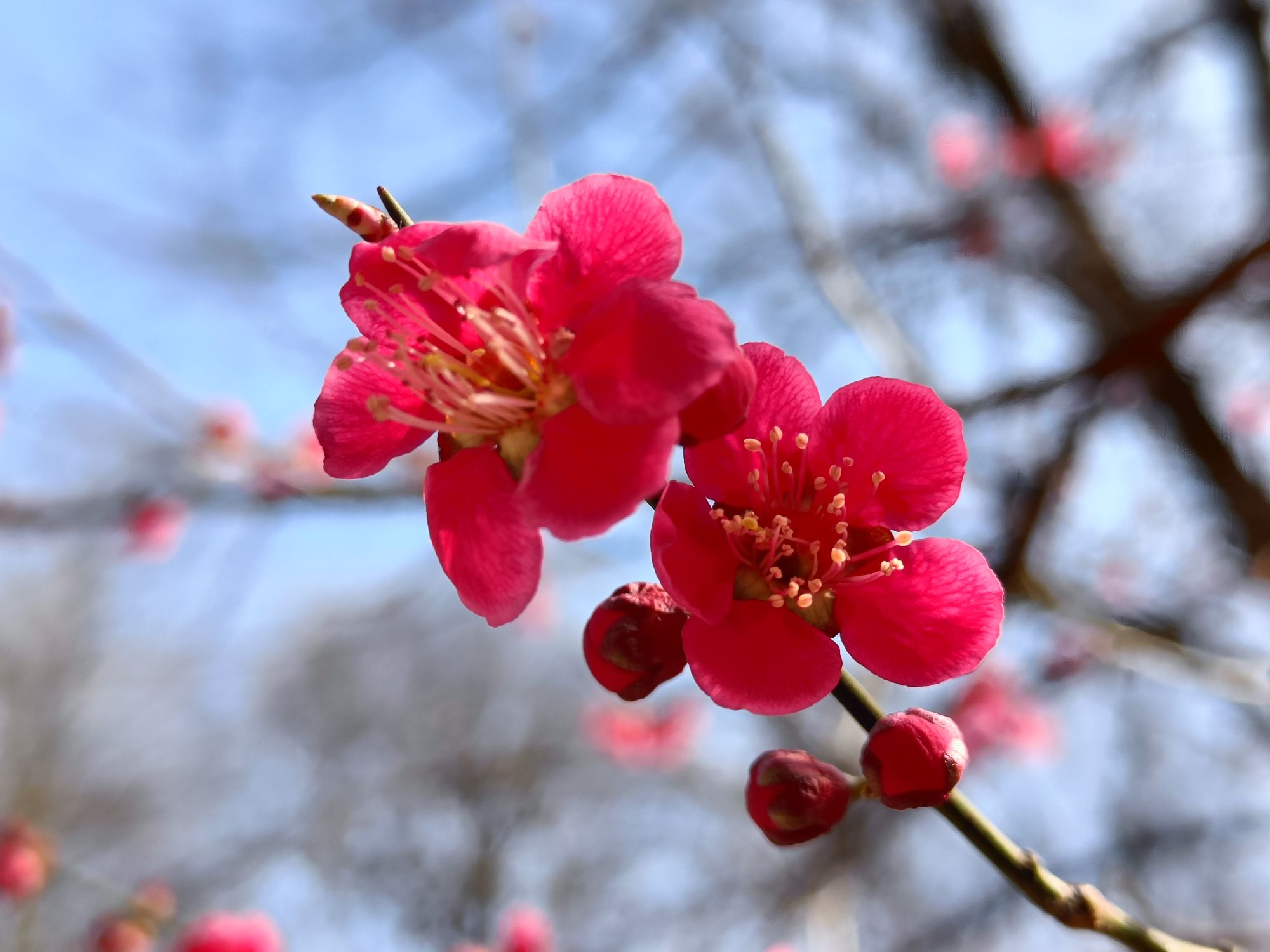 realme 9 pro plus (21)