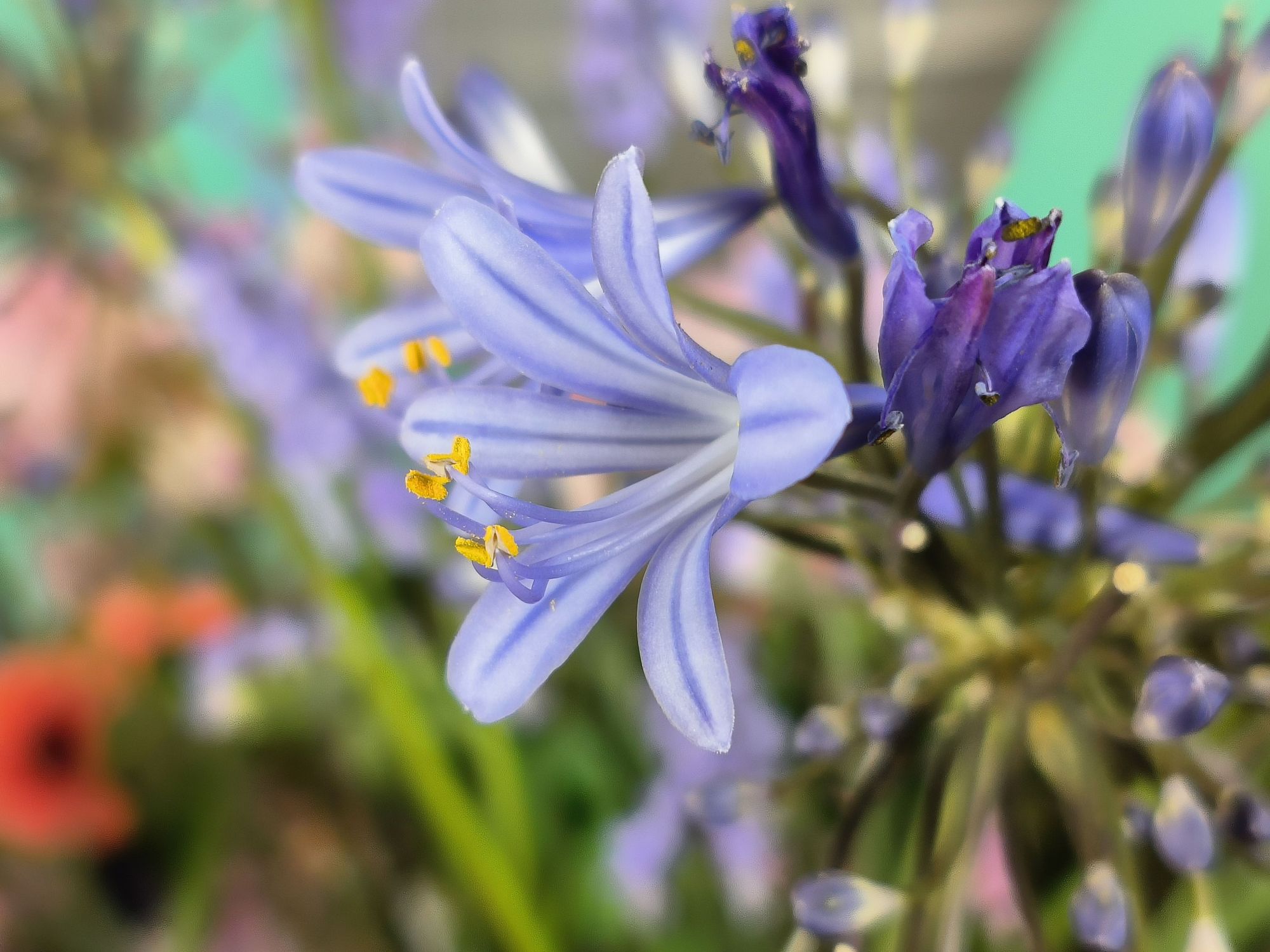 Oppo Find N2 Flip 051