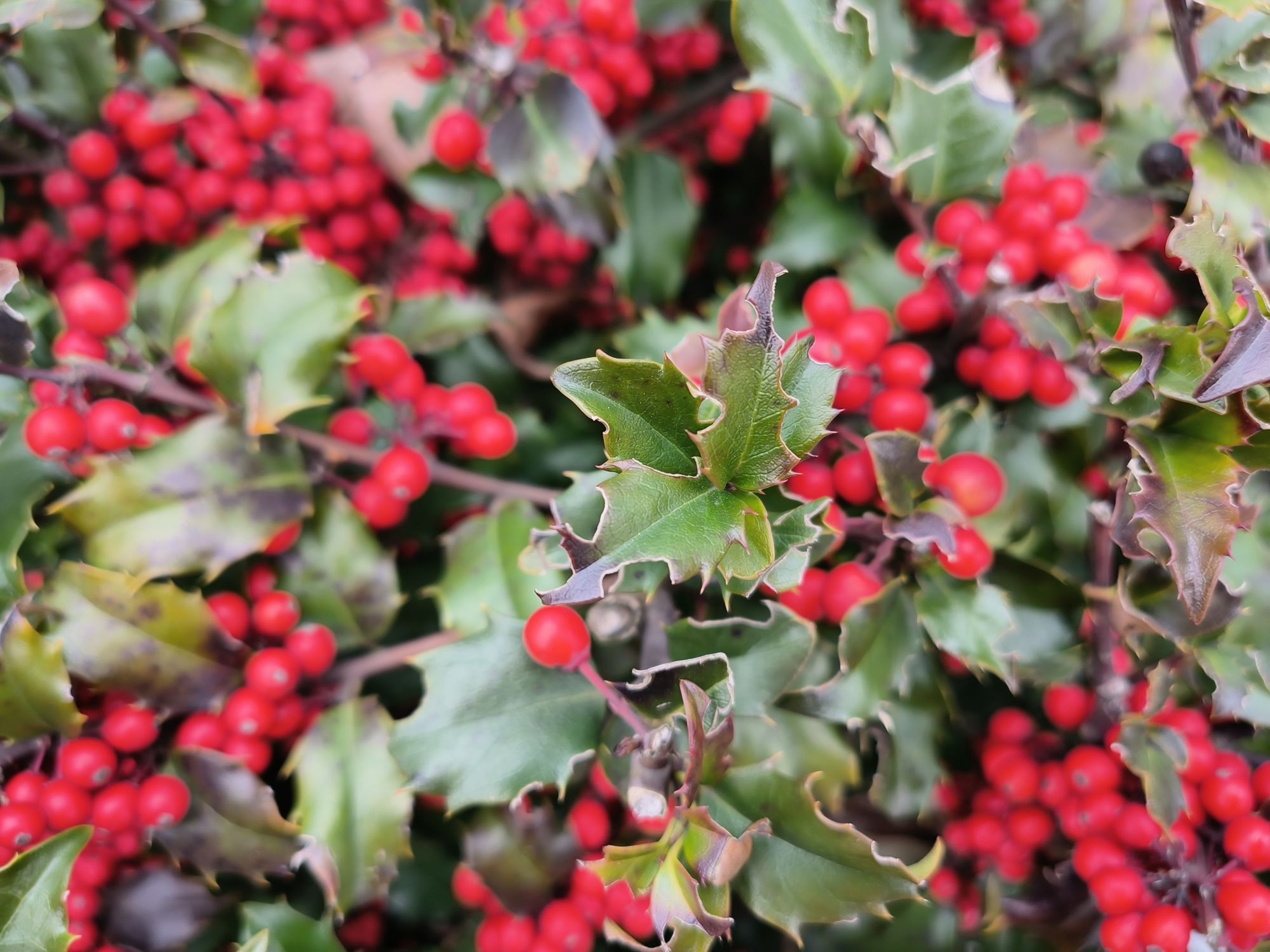 Oppo Find N2 Flip 079