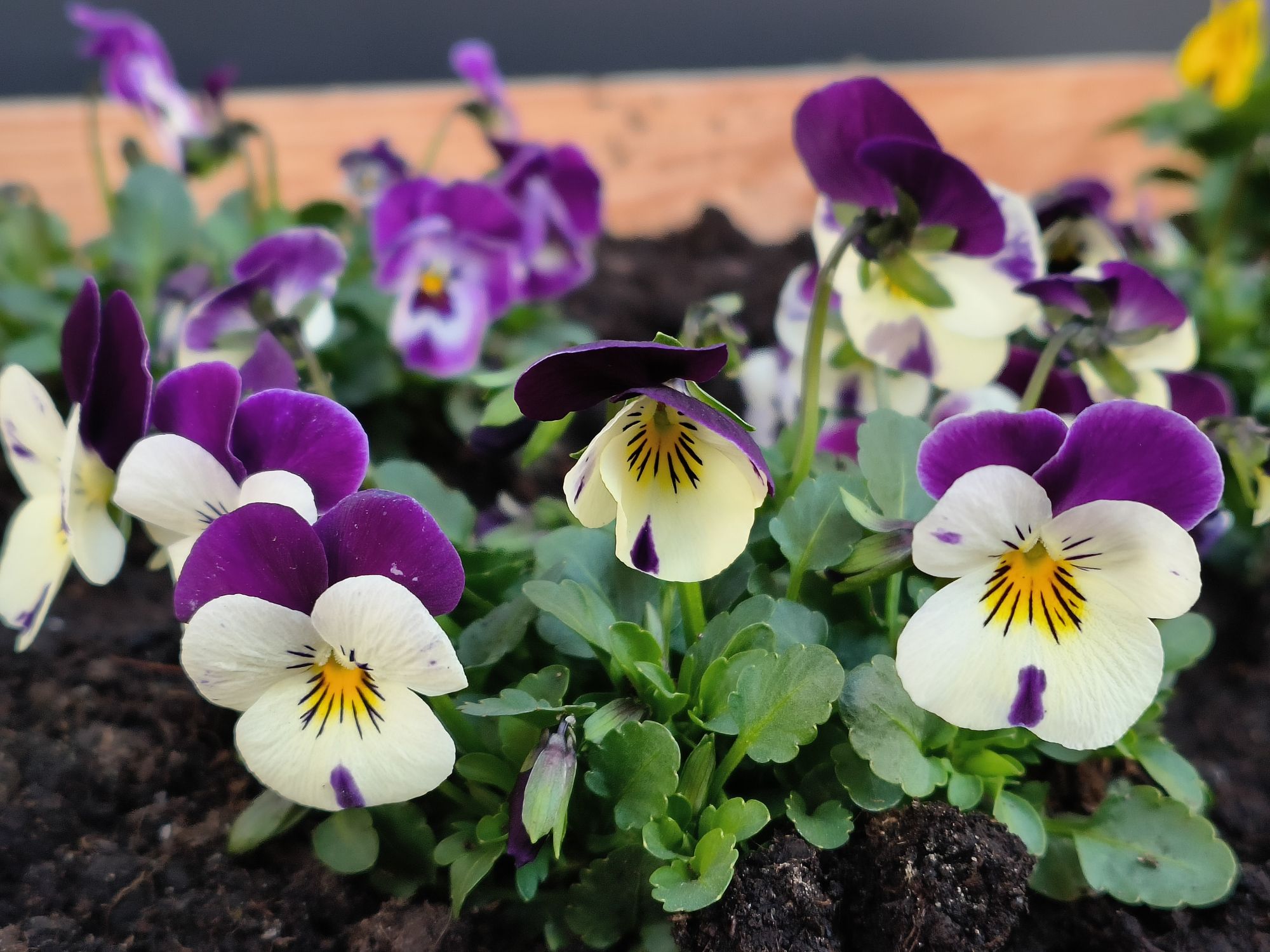 Oppo Find N2 Flip 142