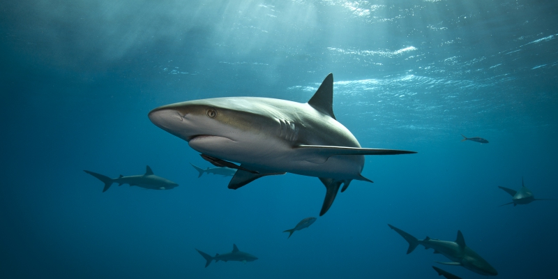 224863787 AI na straży bioróżnorodności ziemi (1)