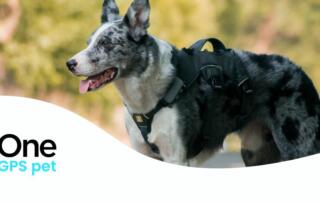 Nowy lokalizator notiOne GPS pet PLUS dla psów i kotów – bez abonamentu